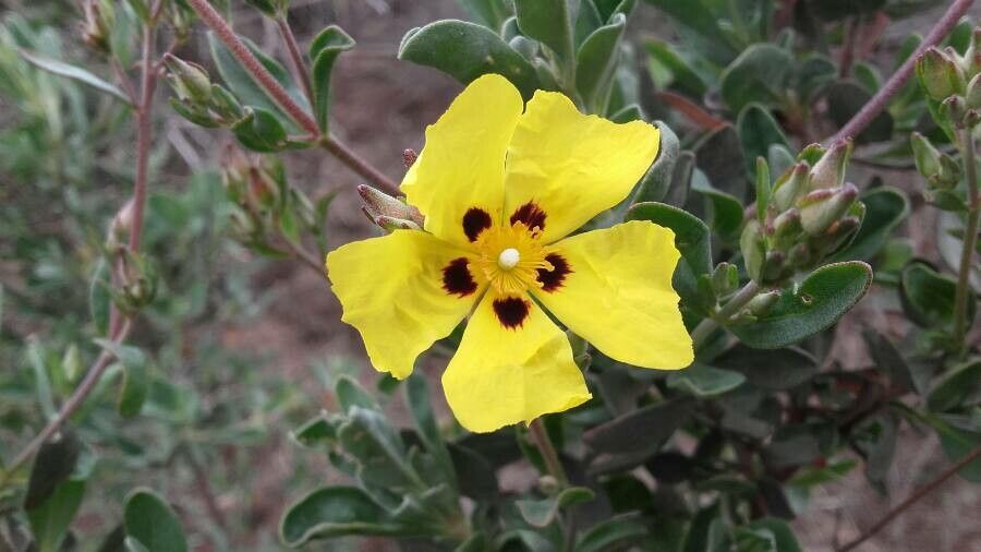 Cistus halimifolius flower