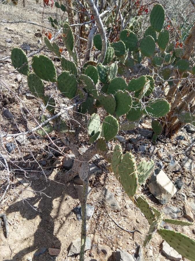Opuntia littoralis