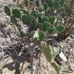 Opuntia littoralis