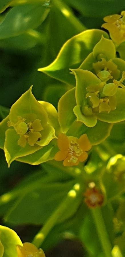 Euphorbia matritensis — houseplant care guide