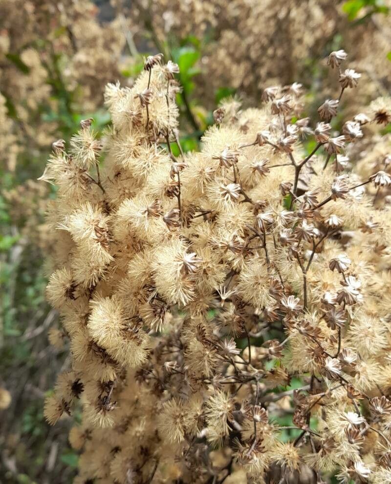 Vernonanthura pinguis fruit