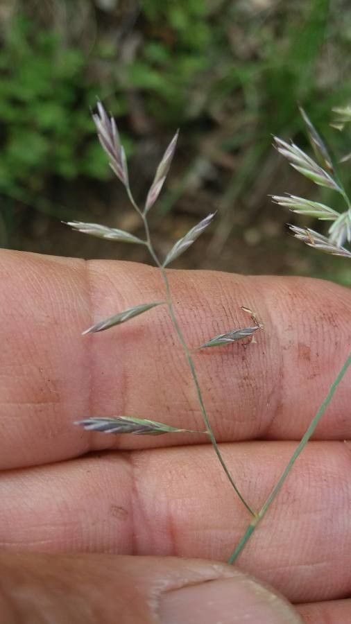 Eragrostis barrelieri flower