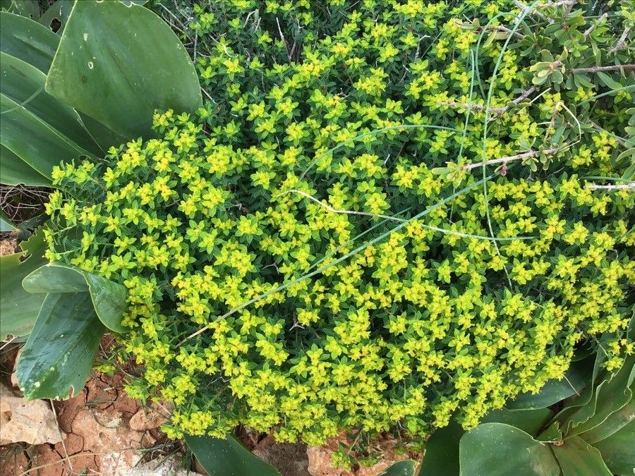 Euphorbia melitensis flower