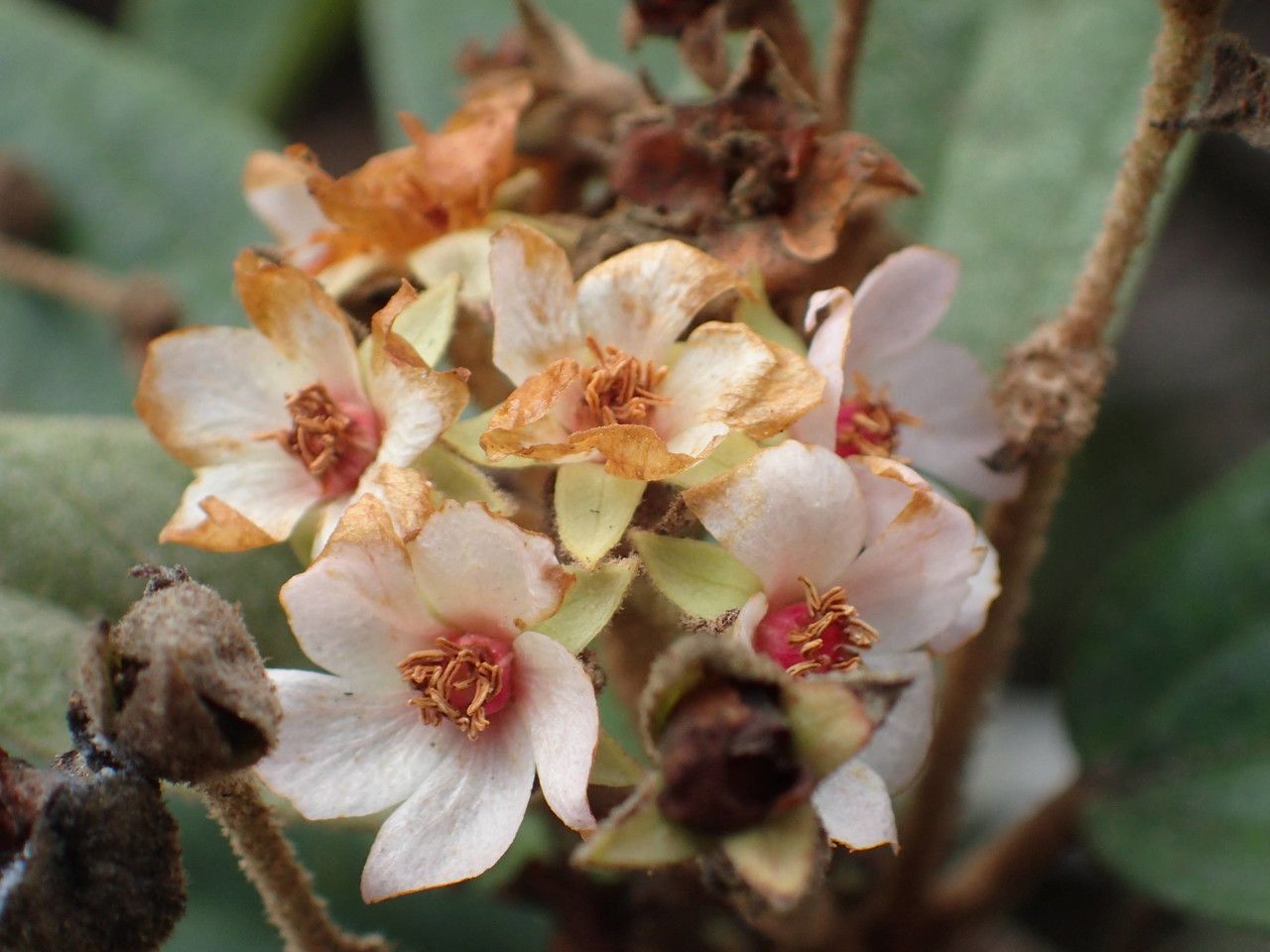 Dombeya punctata flower