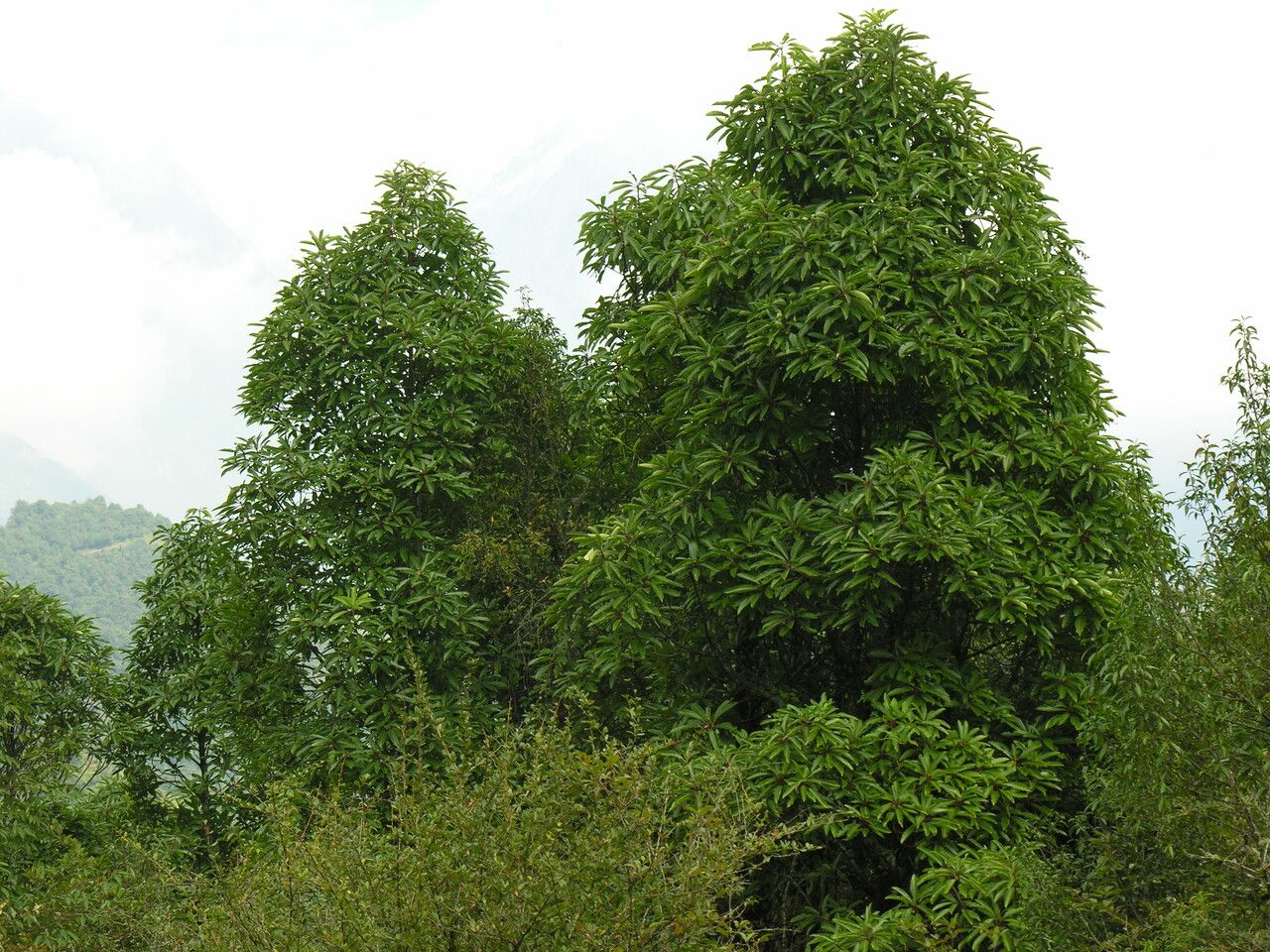 Daphniphyllum chartaceum habit