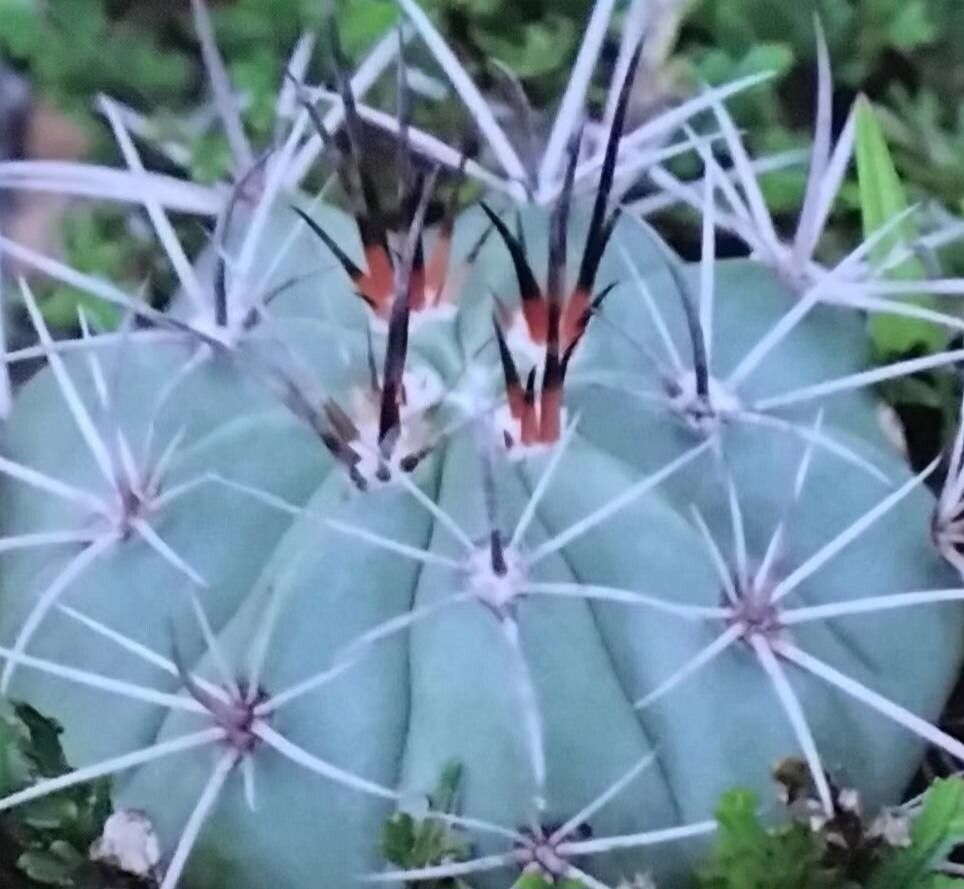 Melocactus sergipensis — houseplant care guide