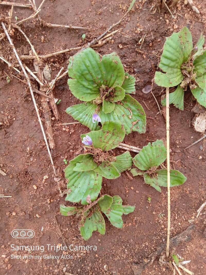 Craterostigma pumilum flower
