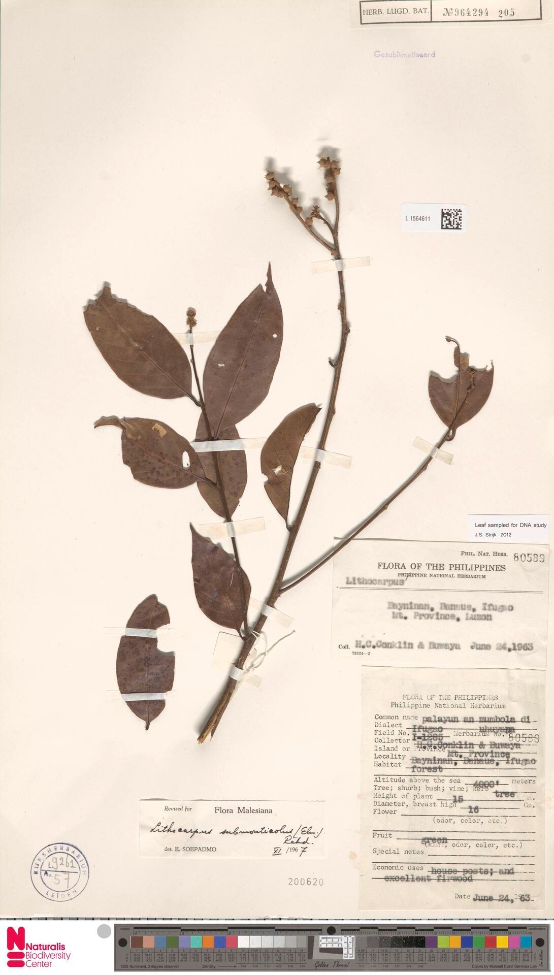 Lithocarpus submonticola — search result for 'Lithocarpus'