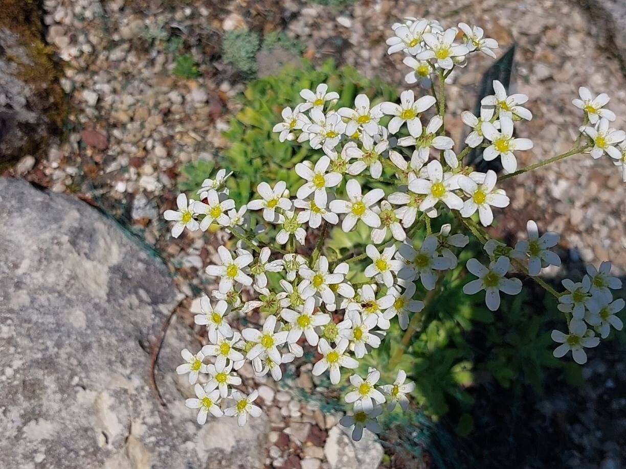 Saxifraga × gaudinii flower