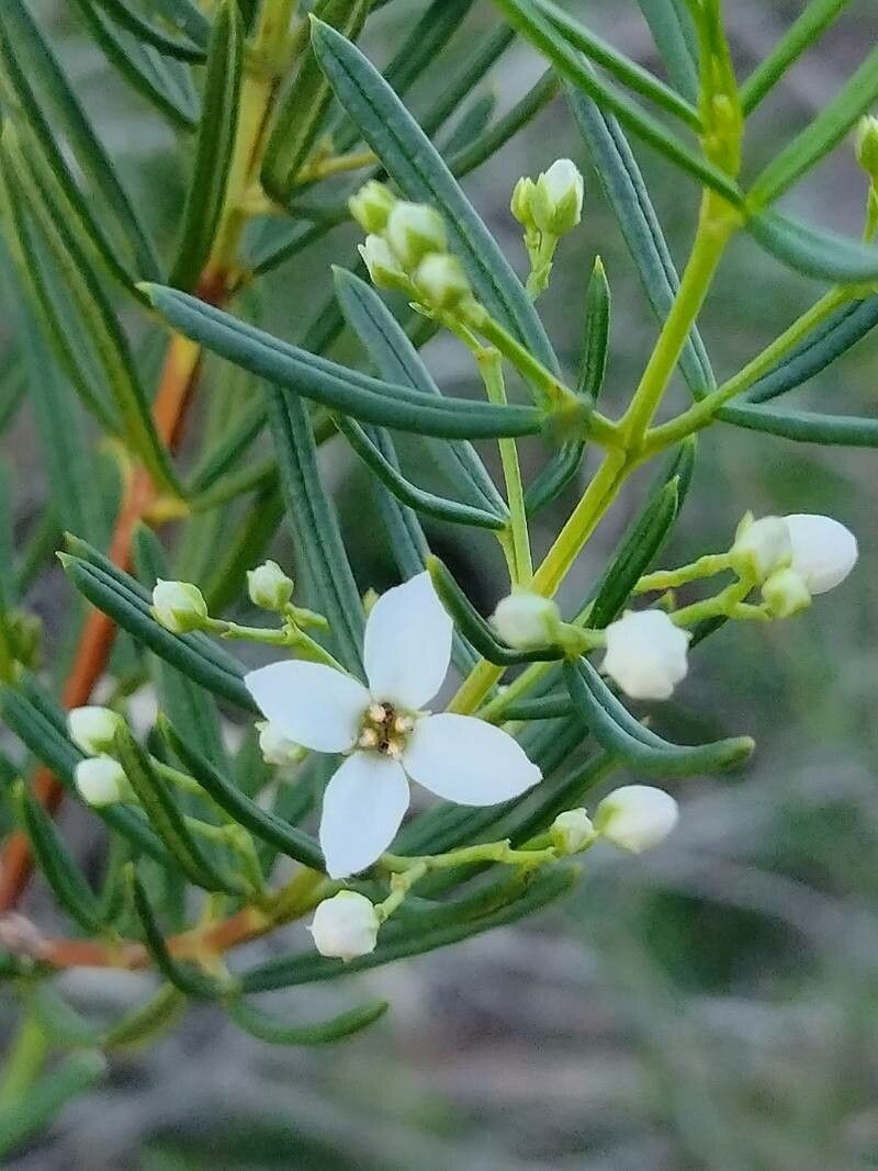 Zieria laevigata flower