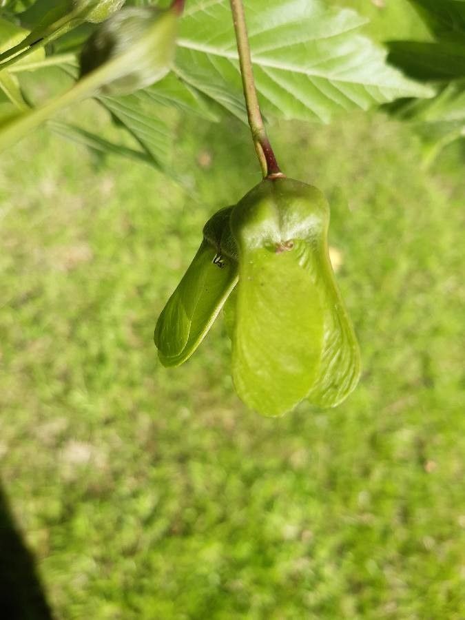 Acer diabolicum fruit
