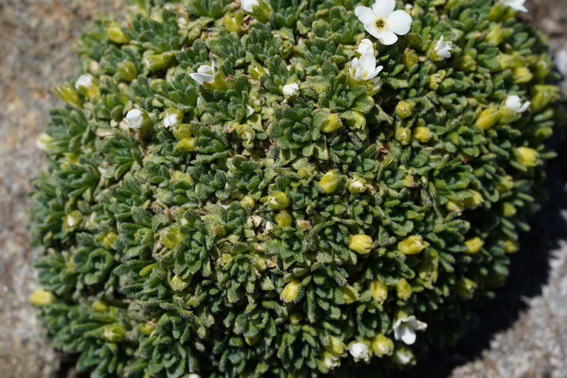 Androsace delphinensis — houseplant care guide