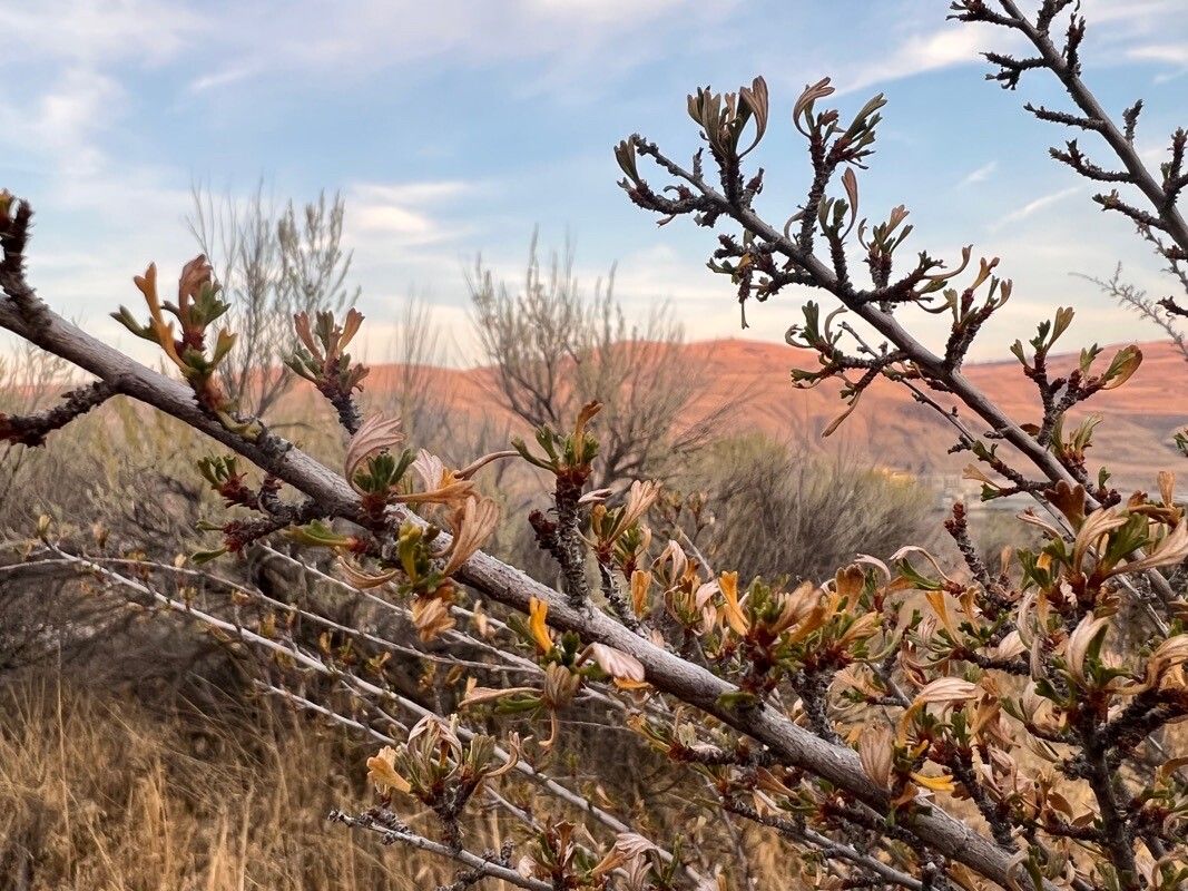Purshia tridentata leaf