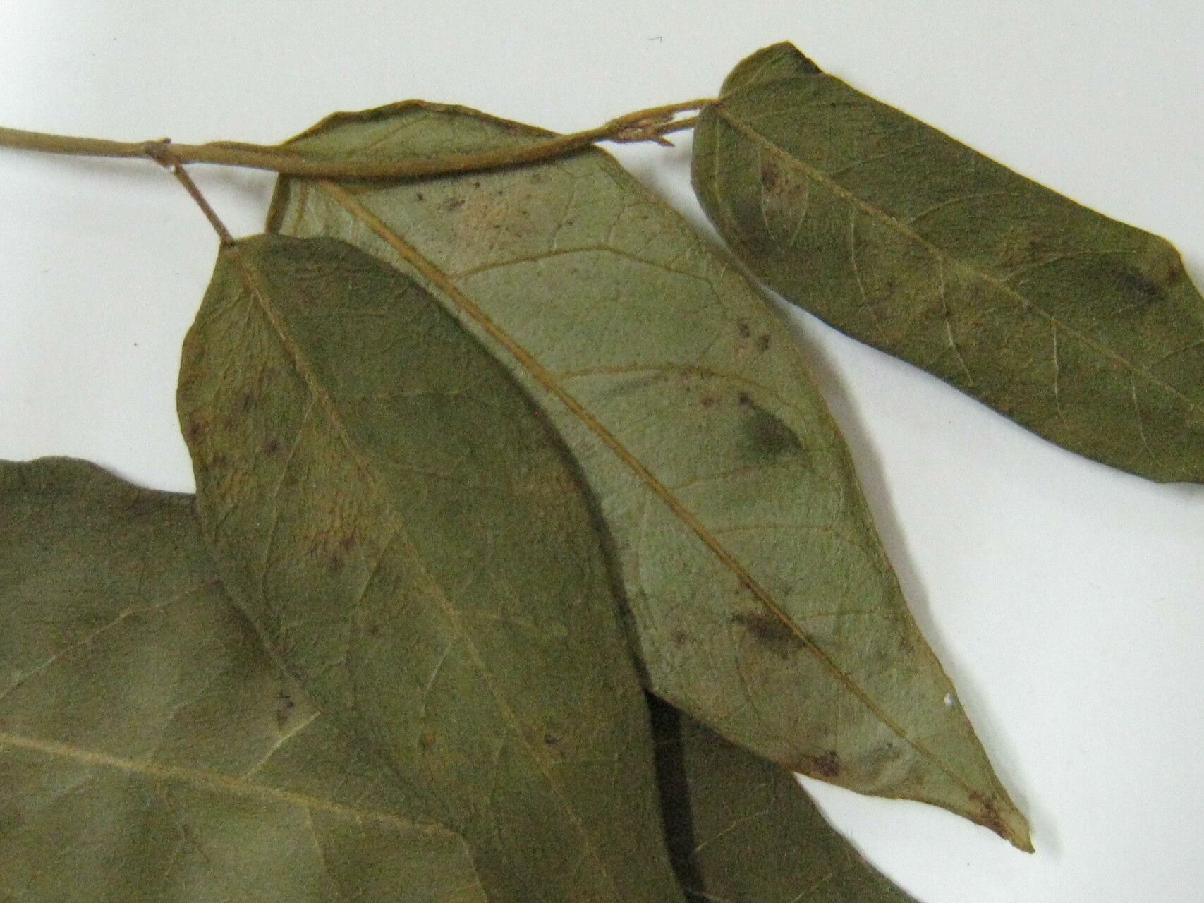 Matelea sastrei — houseplant care guide