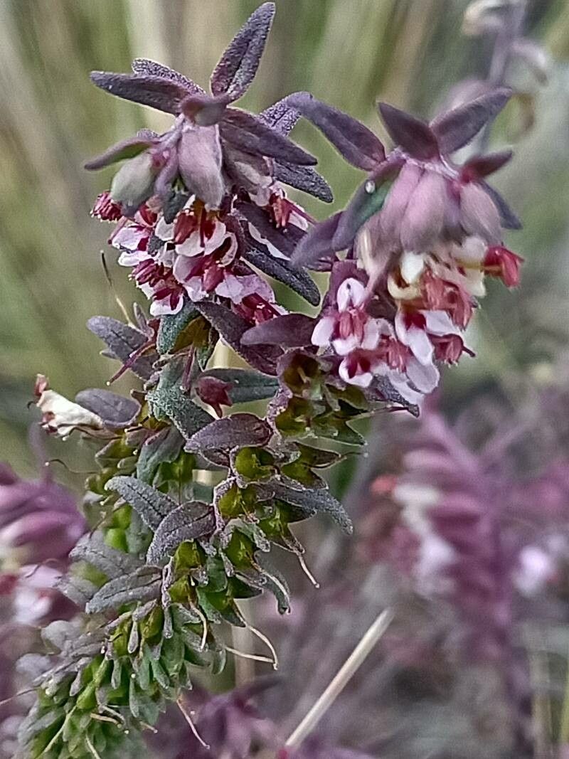 Odontites recordonii flower