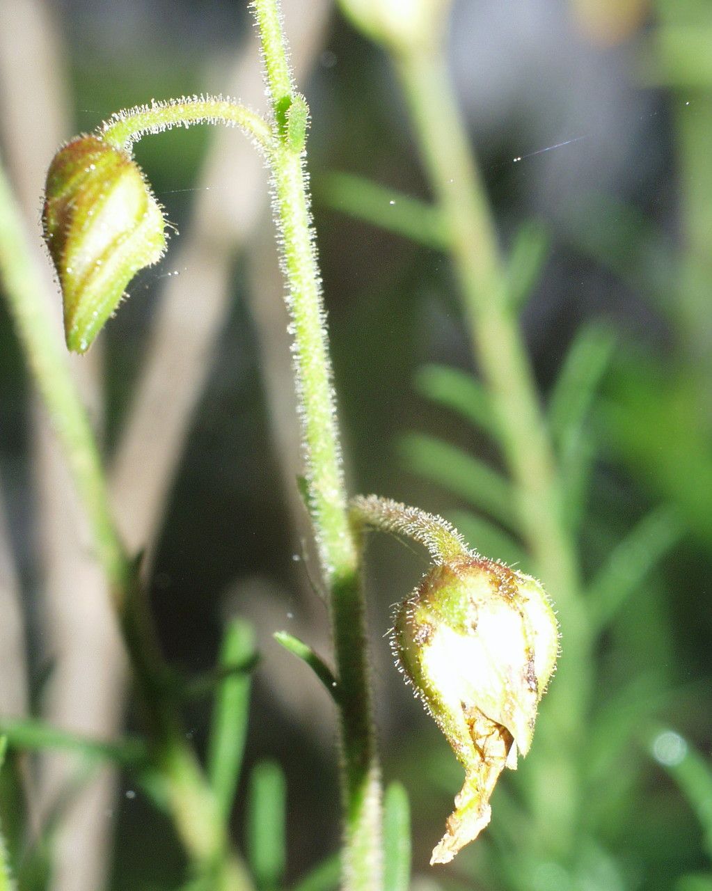 Fumana scoparia fruit