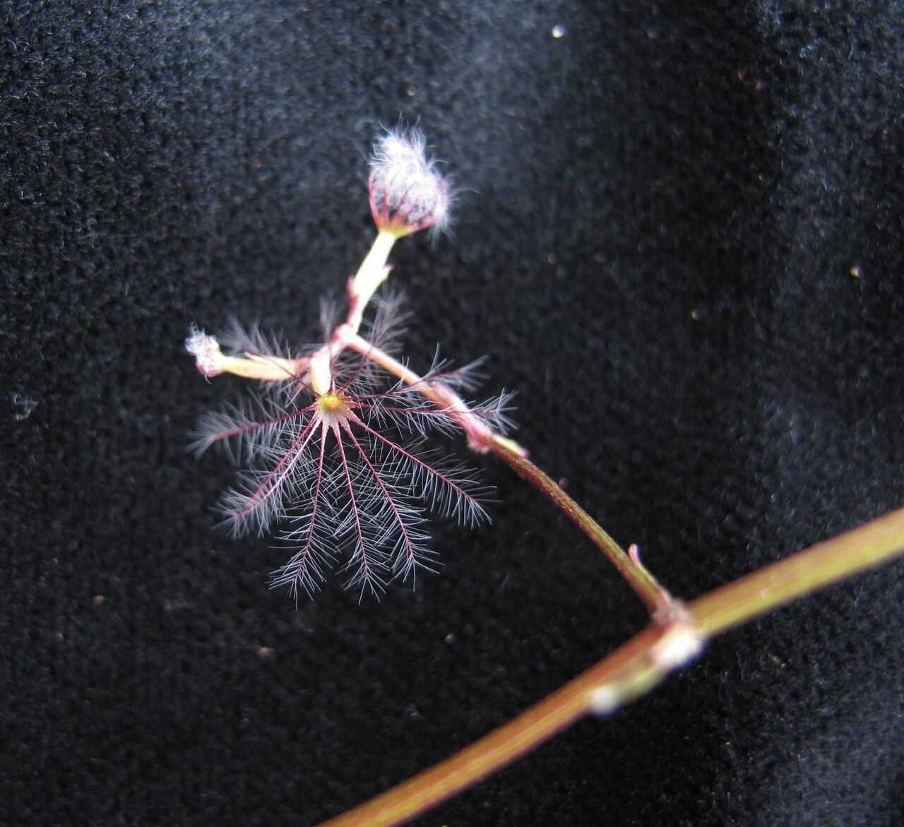 Valeriana jatamansi habit