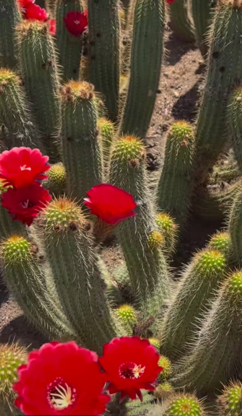 Soehrensia huascha leaf