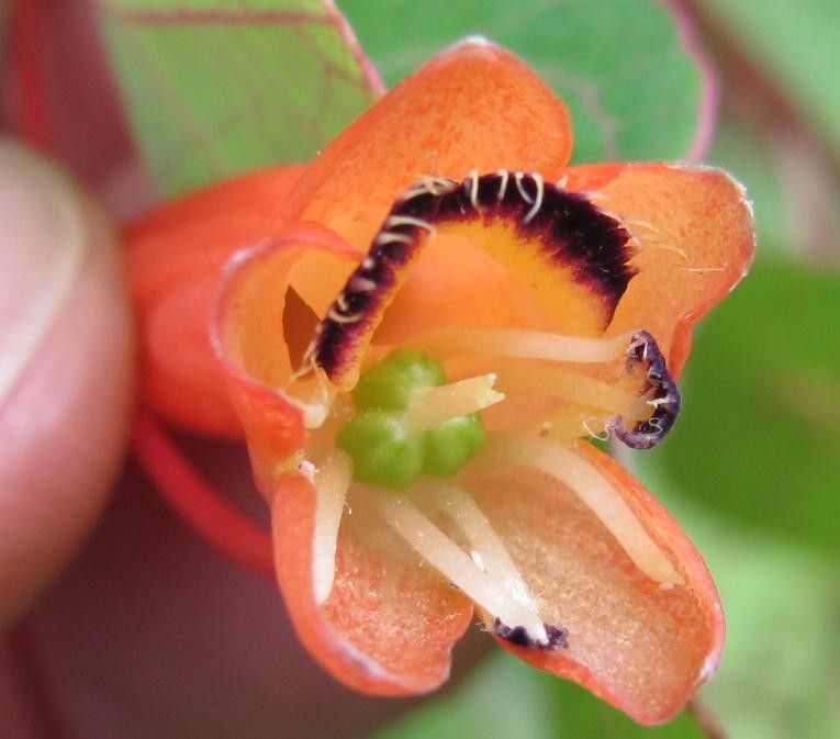 Tropaeolum emarginatum flower