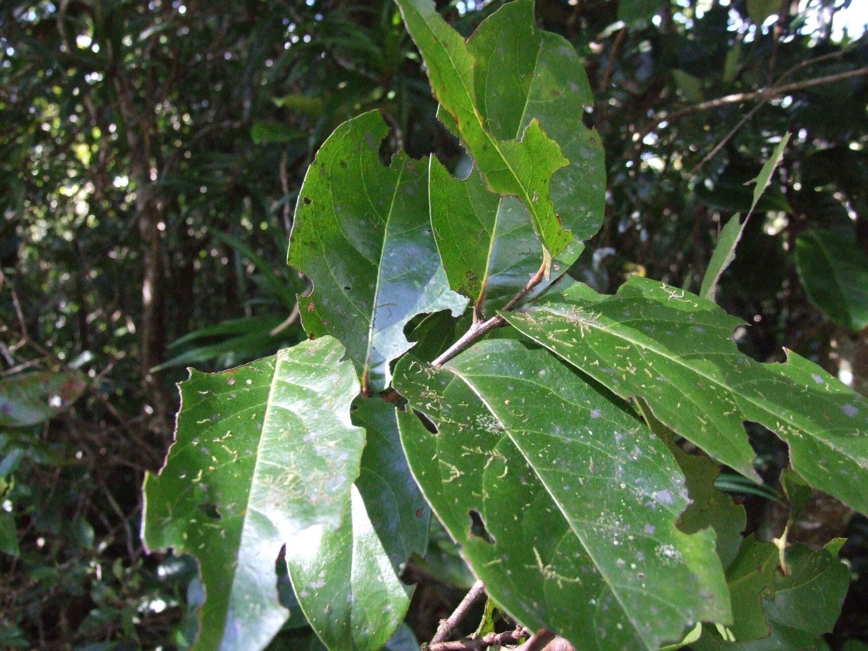 Lasiochlamys fasciculata — related species from the same genus