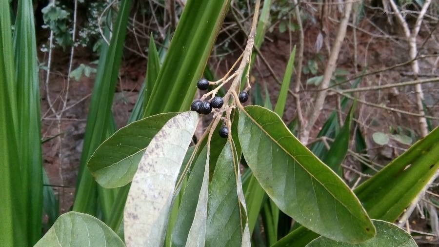 Litsea glutinosa fruit