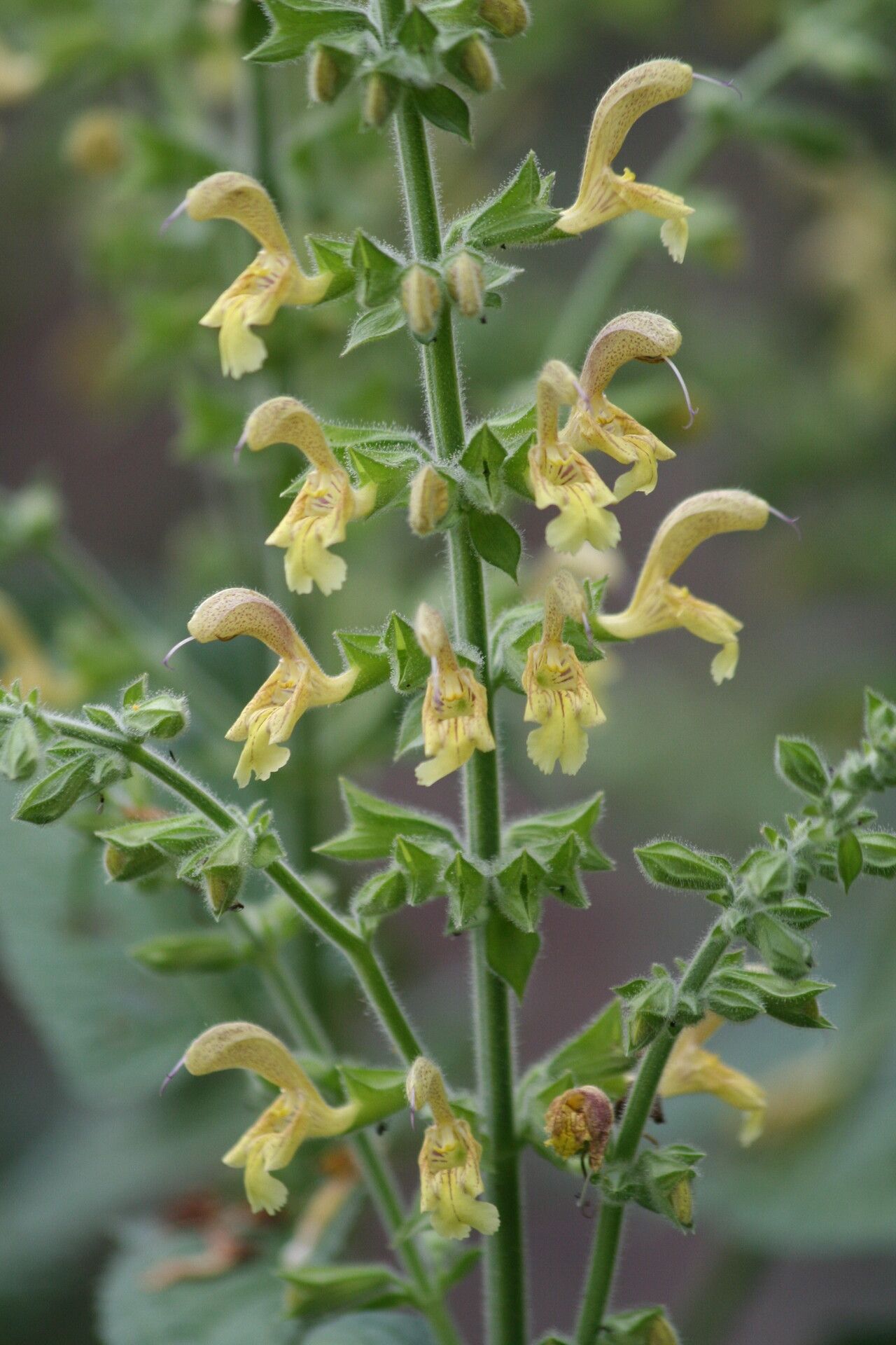 Salvia nubicola — search result for 'and southwest Asia'