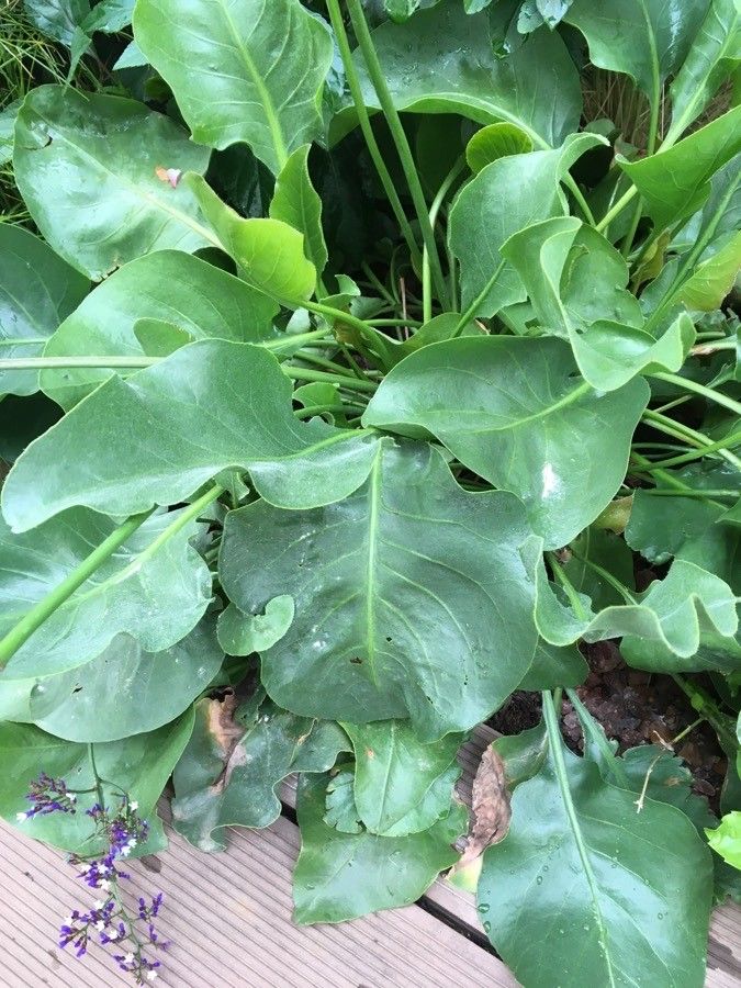Limonium arboreum leaf