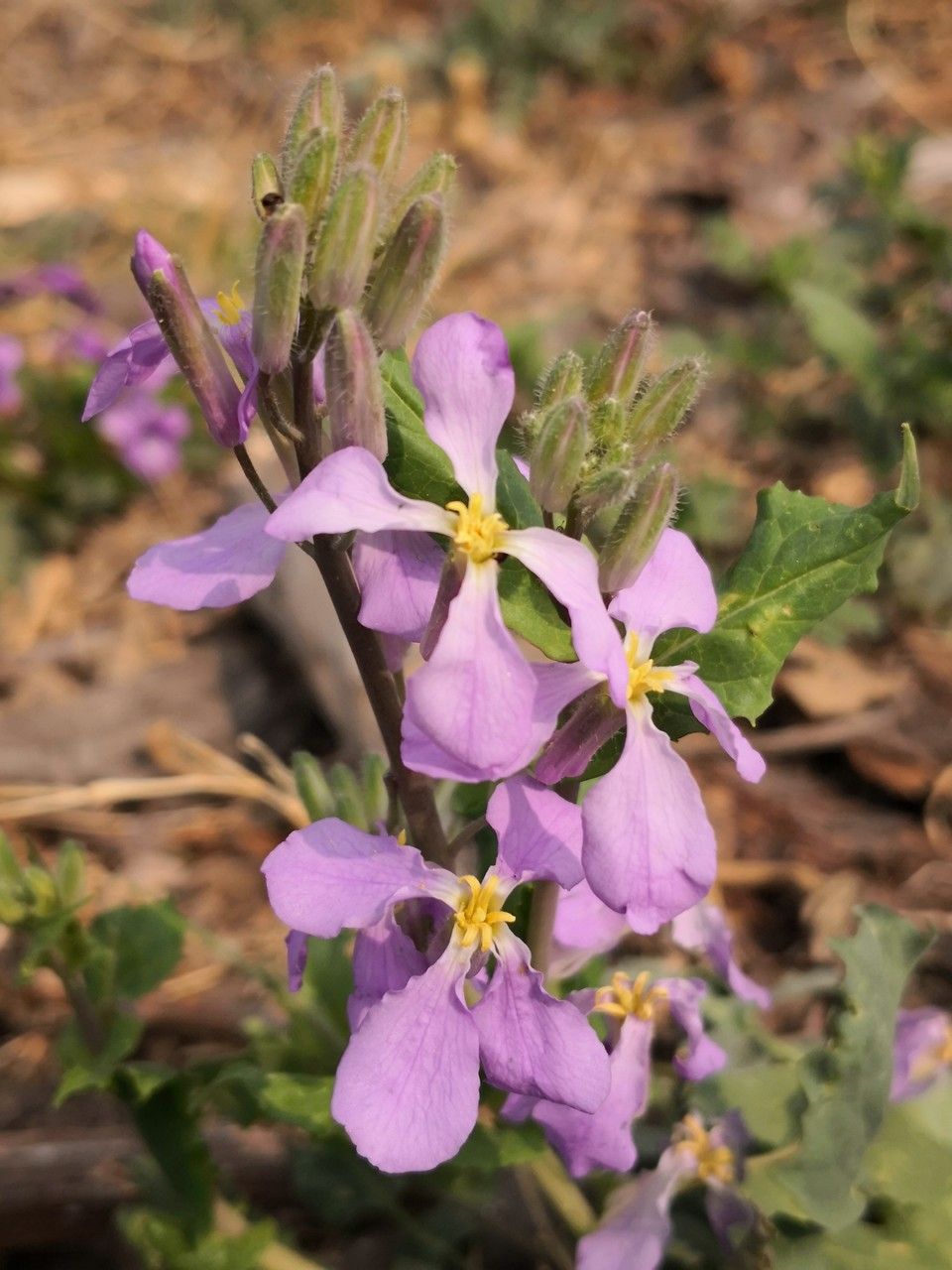 Orychophragmus violaceus flower