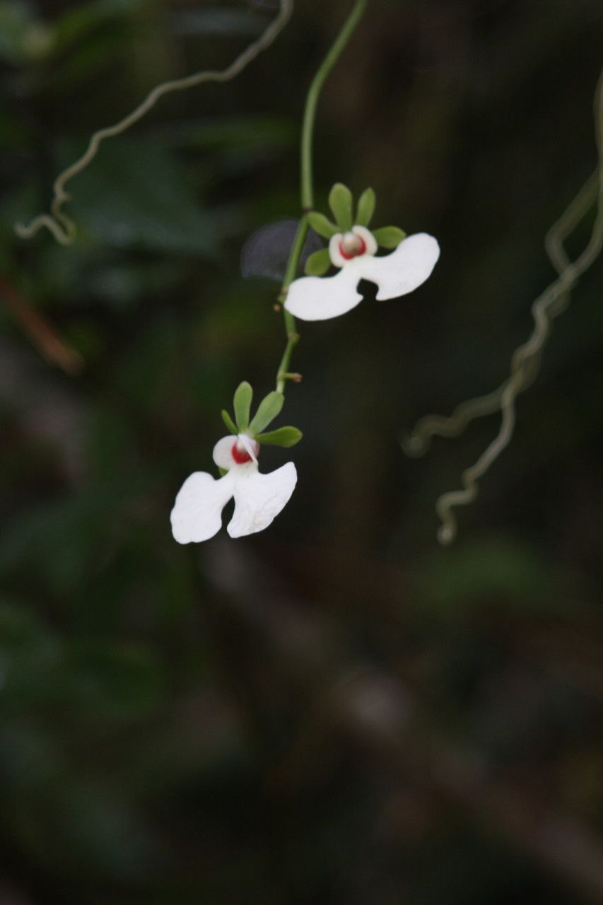 Oeonia rosea flower
