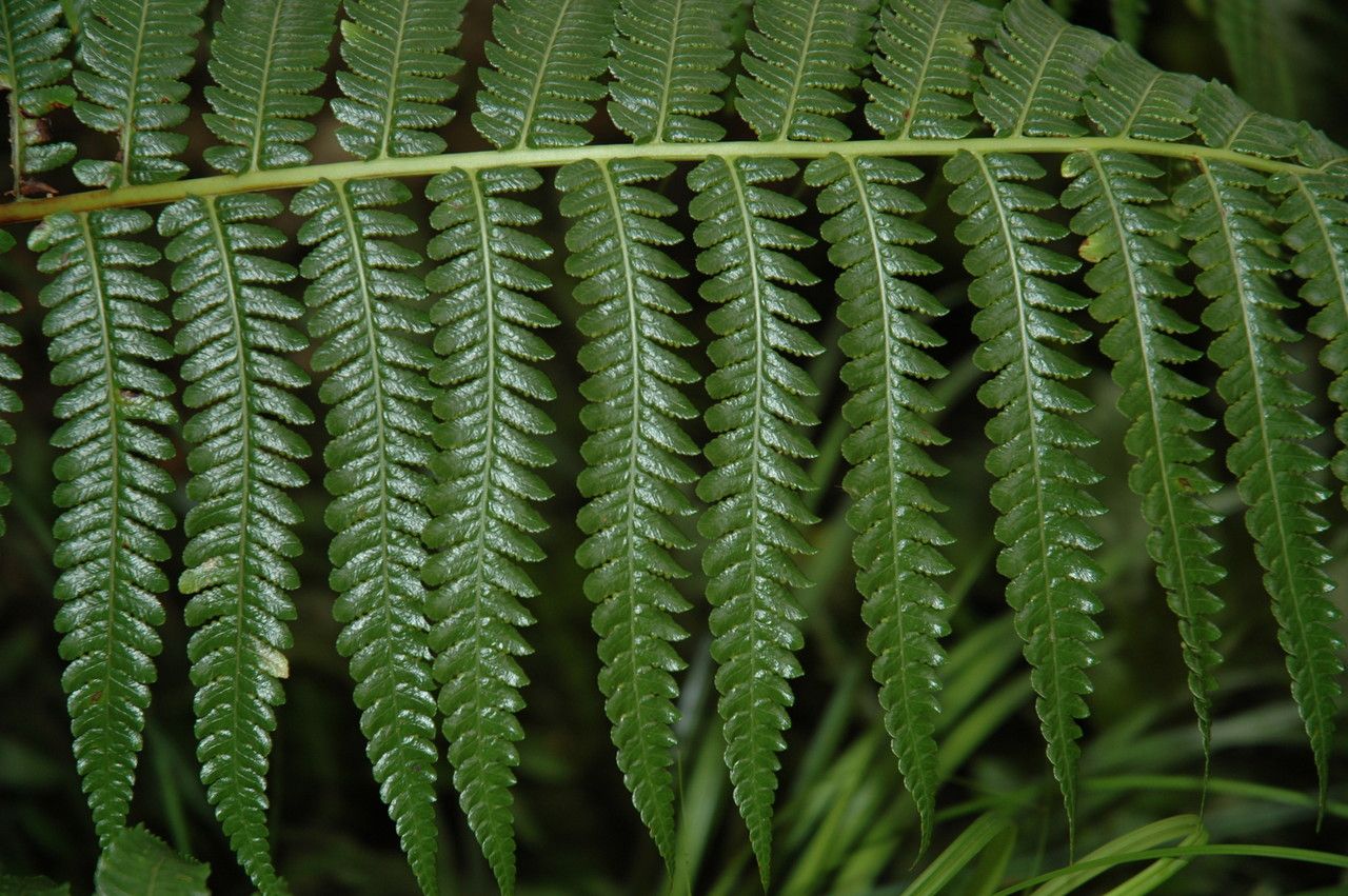 Microlepia strigosa — search result for 'Polypodiaceae'