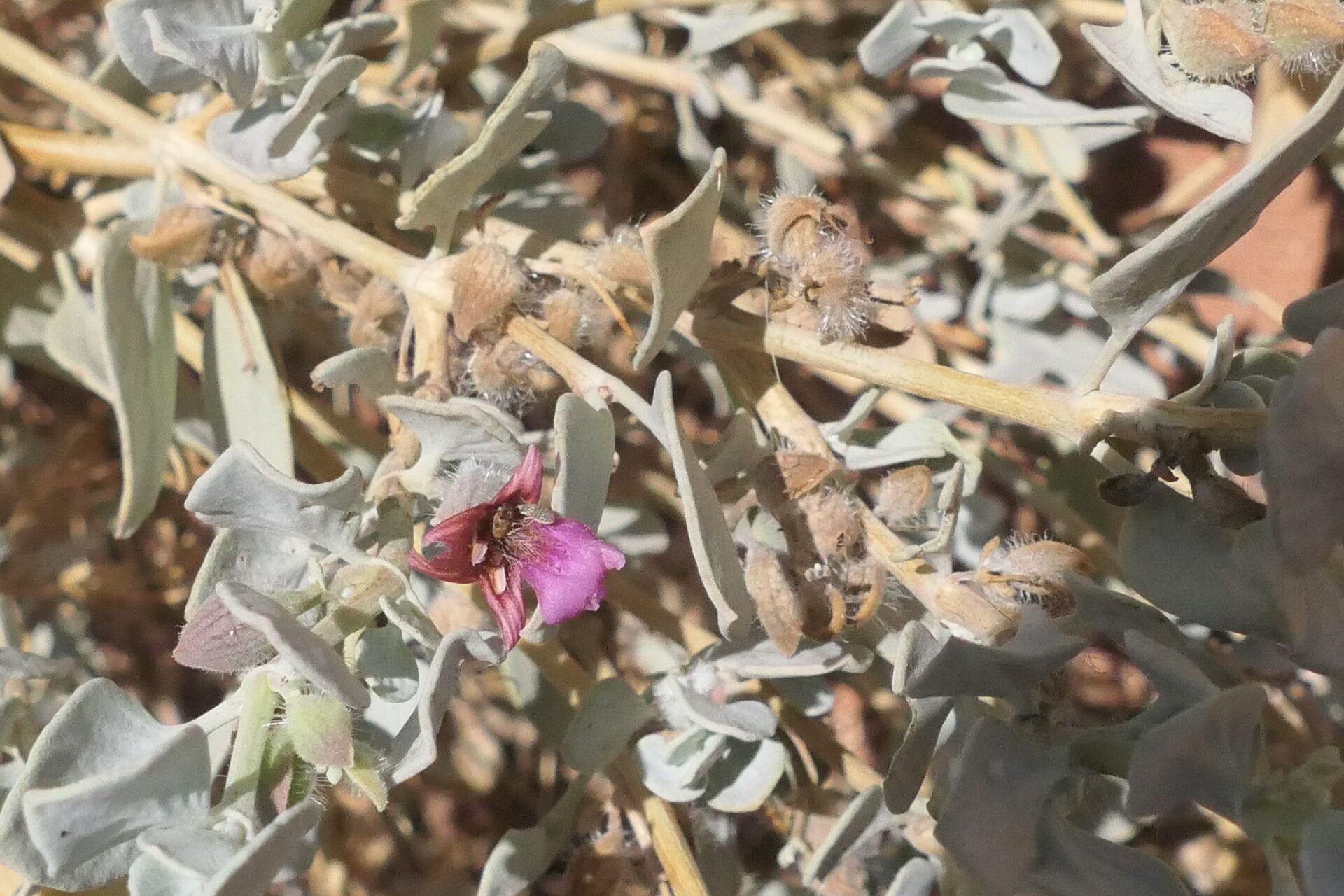 Petalidium canescens flower