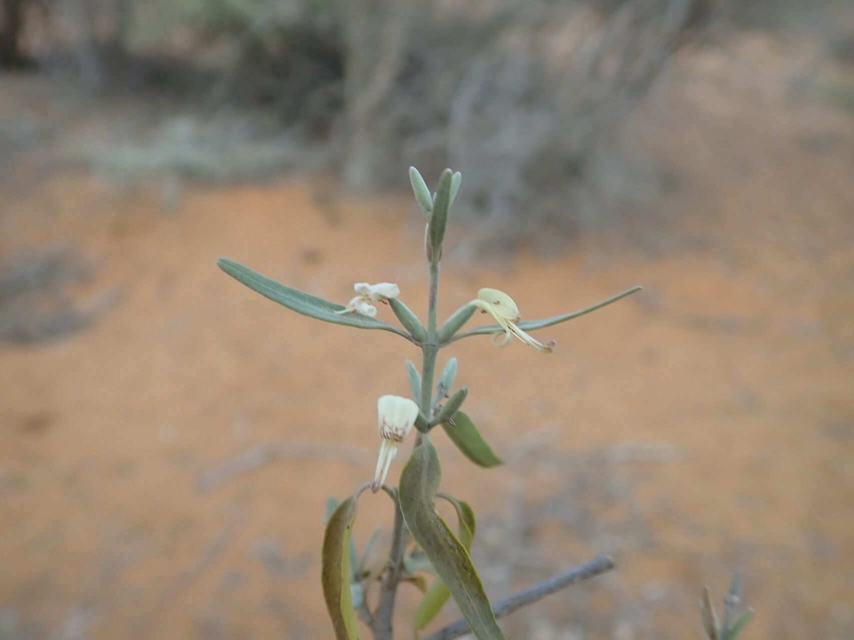 Hypoestes decaryana — houseplant care guide