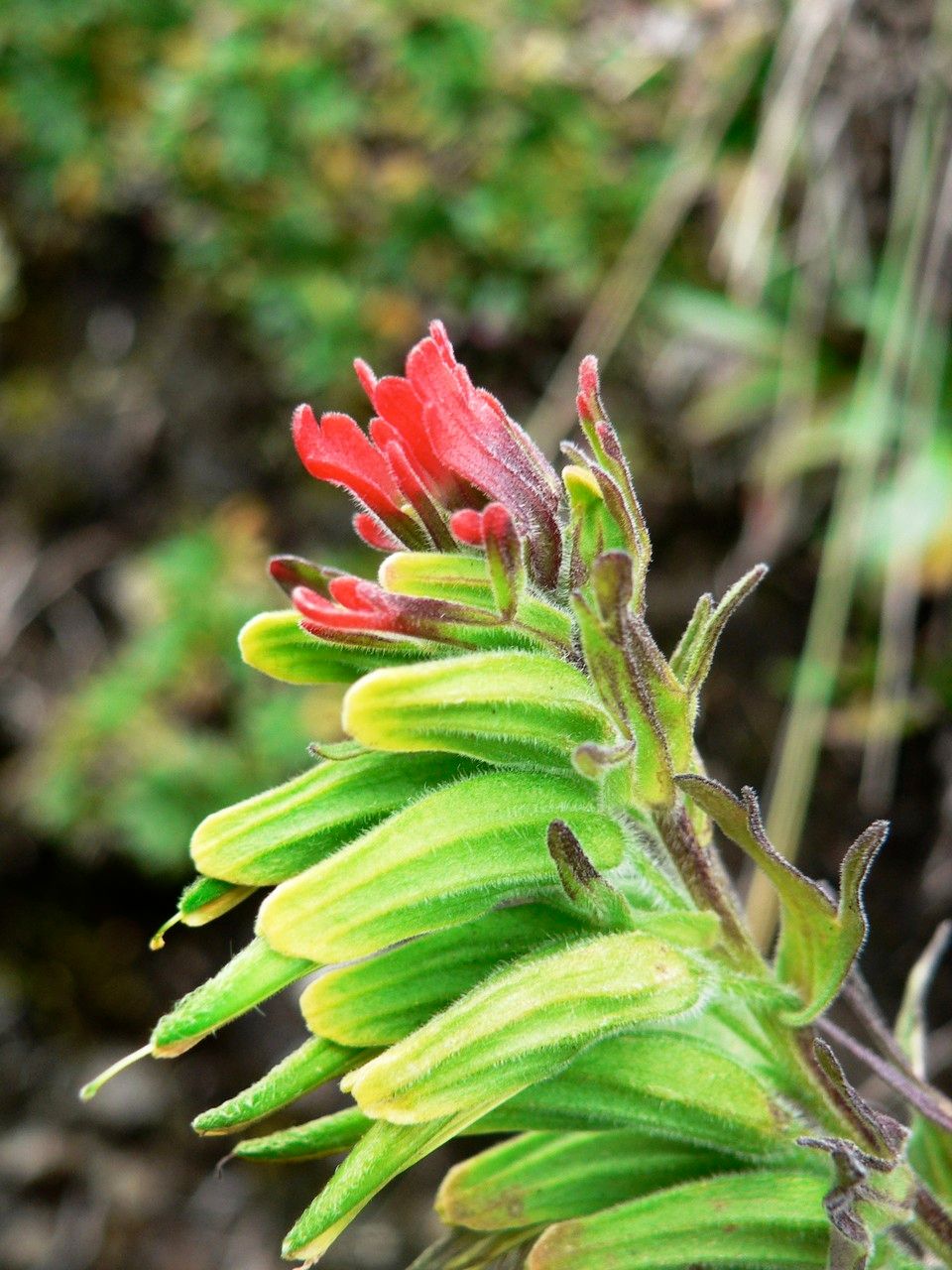 Castilleja nubigena flower