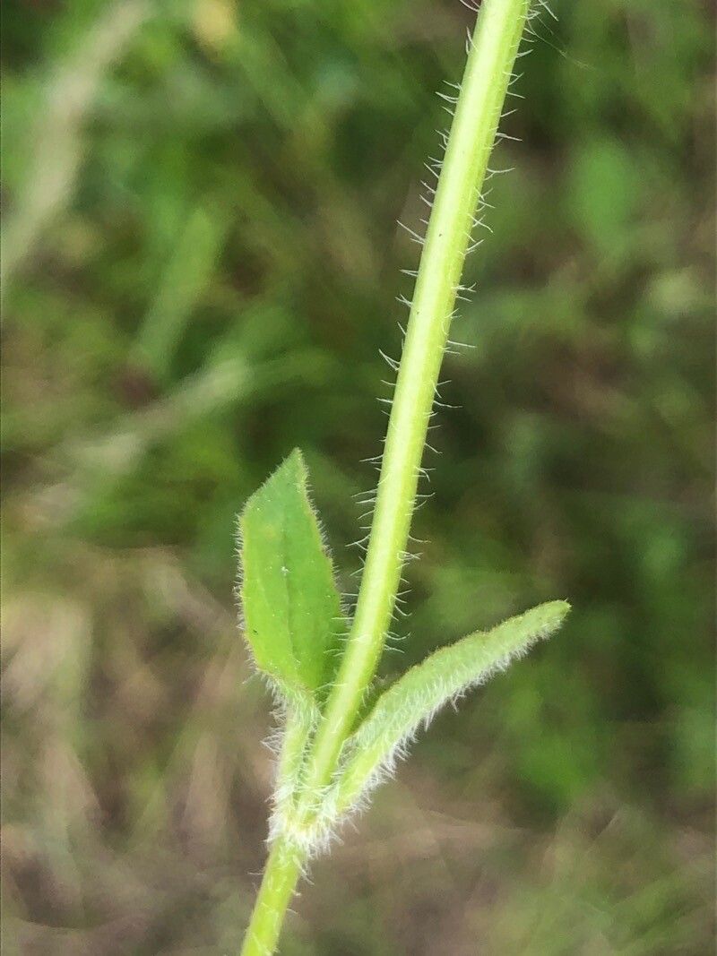 Prunella grandiflora — repeat bloomer houseplant