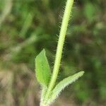 Prunella grandiflora
