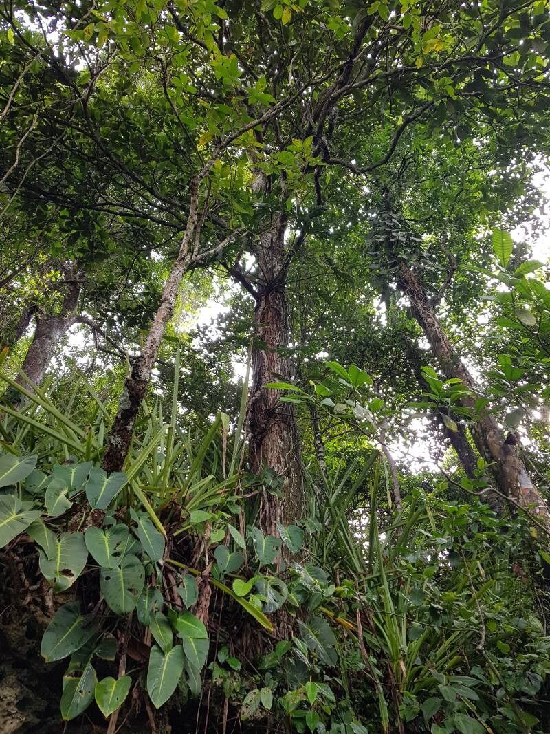 Manilkara spectabilis bark