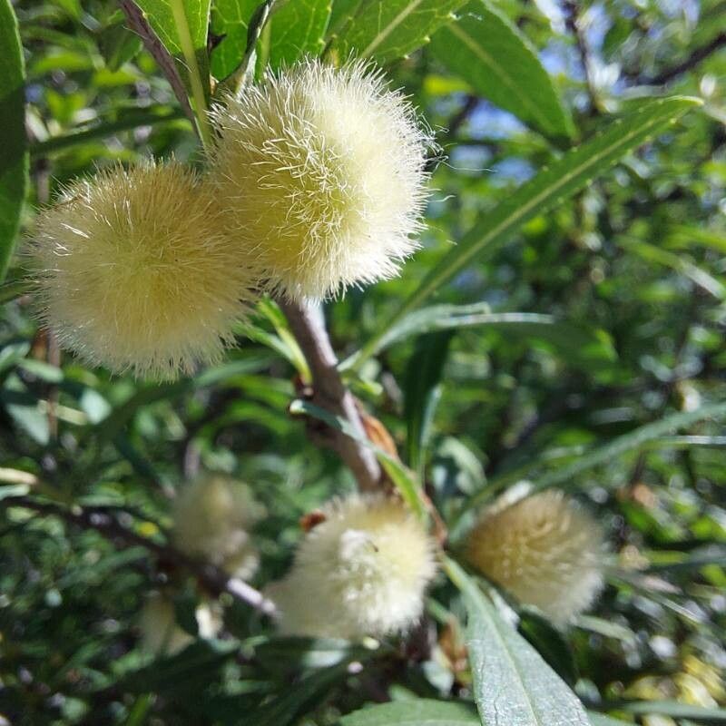 Callistemon pallidus fruit