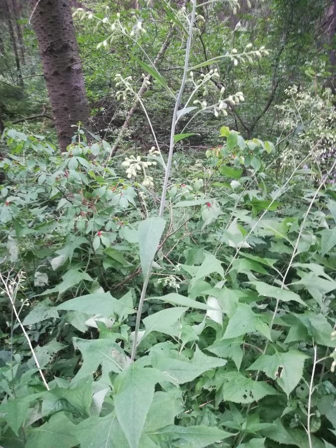 Parasenecio hastatus flower