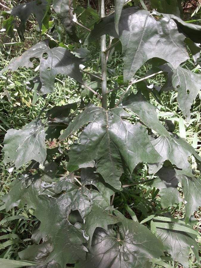 Arnoglossum plantagineum — related species from the same genus