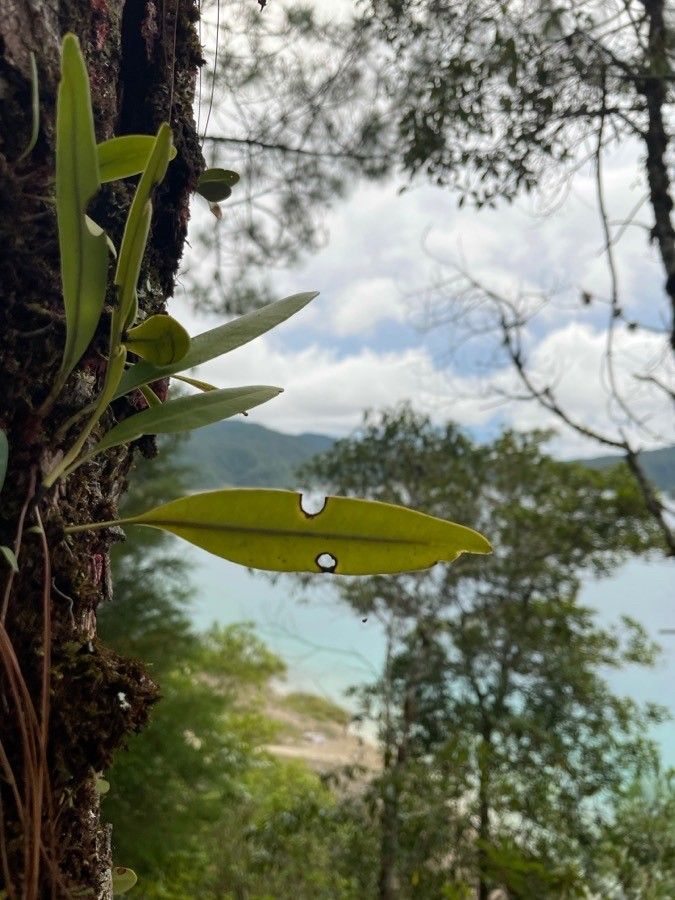 Elaphoglossum amygdalifolium habit