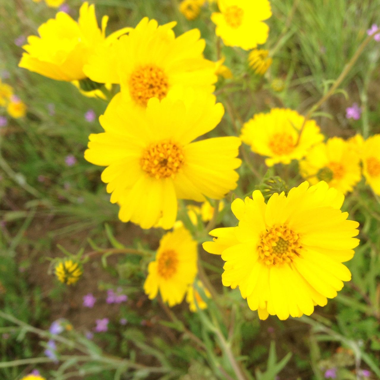 Madia radiata — related species from the same genus