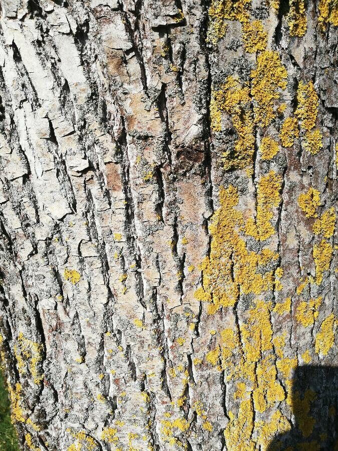 Populus koreana bark