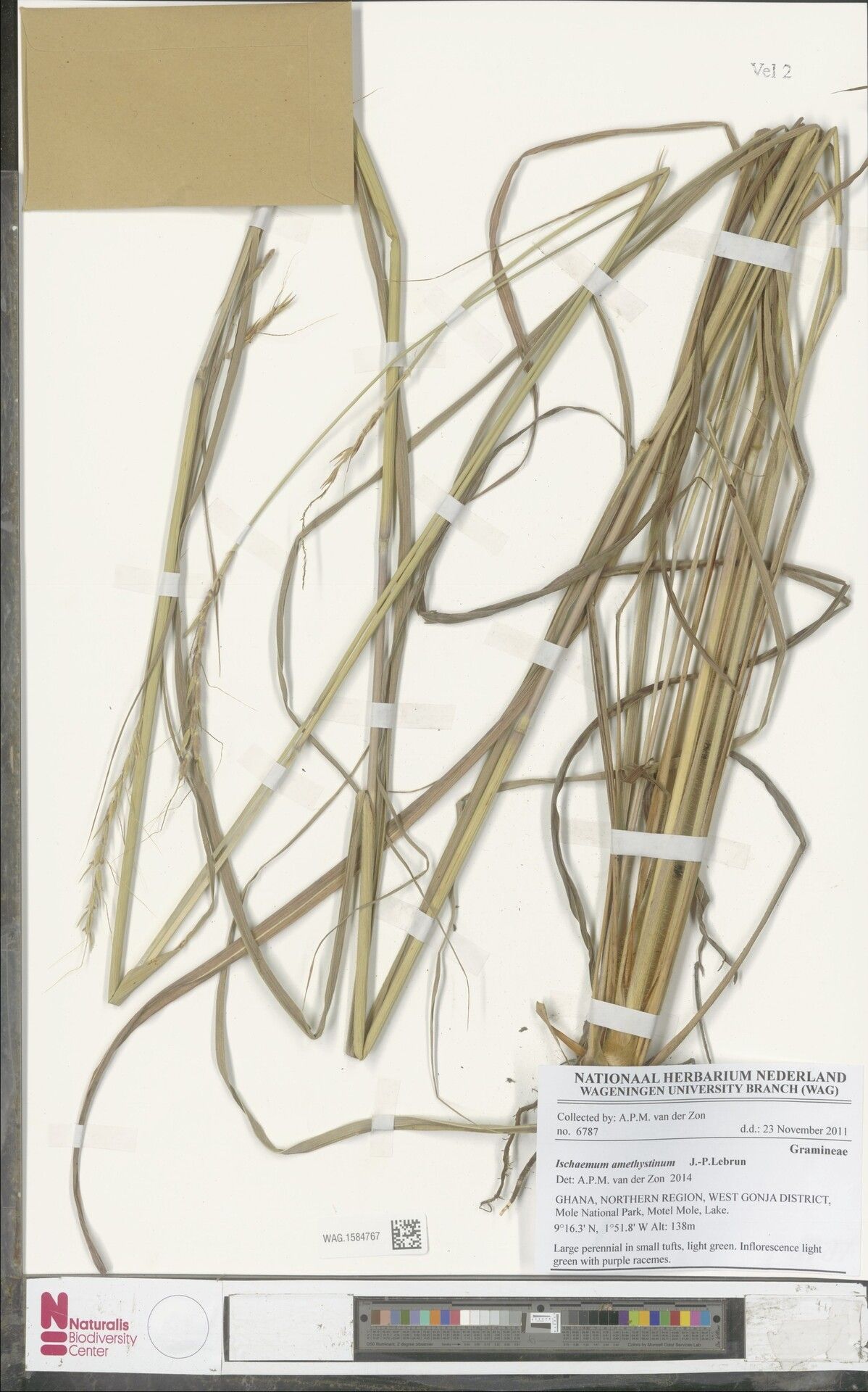 Ischaemum amethystinum — related species from the same genus