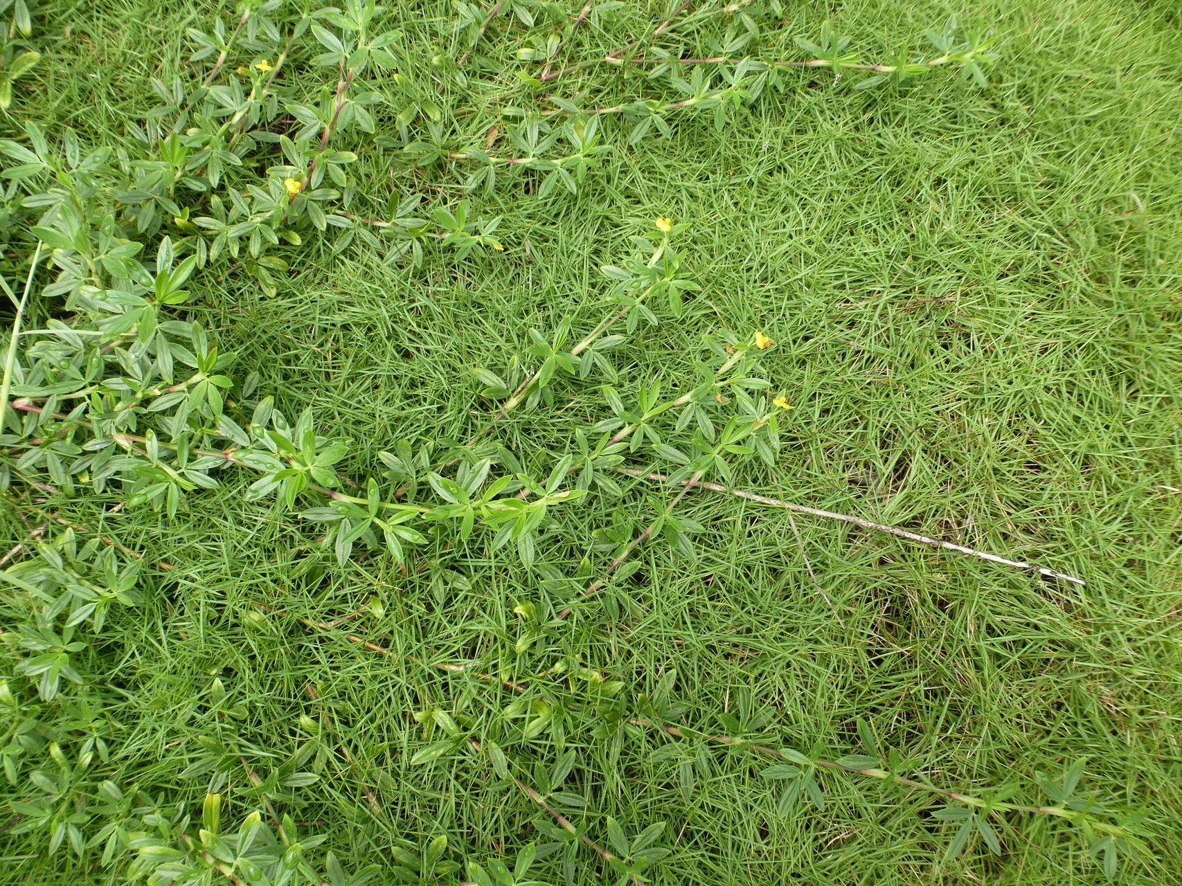 Stylosanthes erecta habit