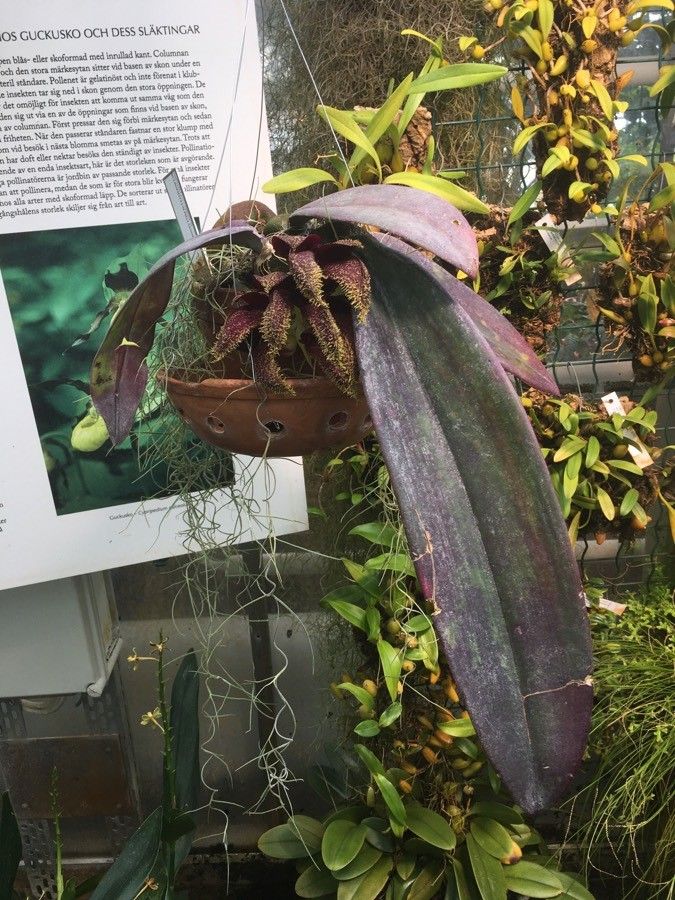 Bulbophyllum phalaenopsis habit