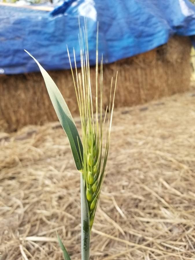 Elymus glaucus fruit