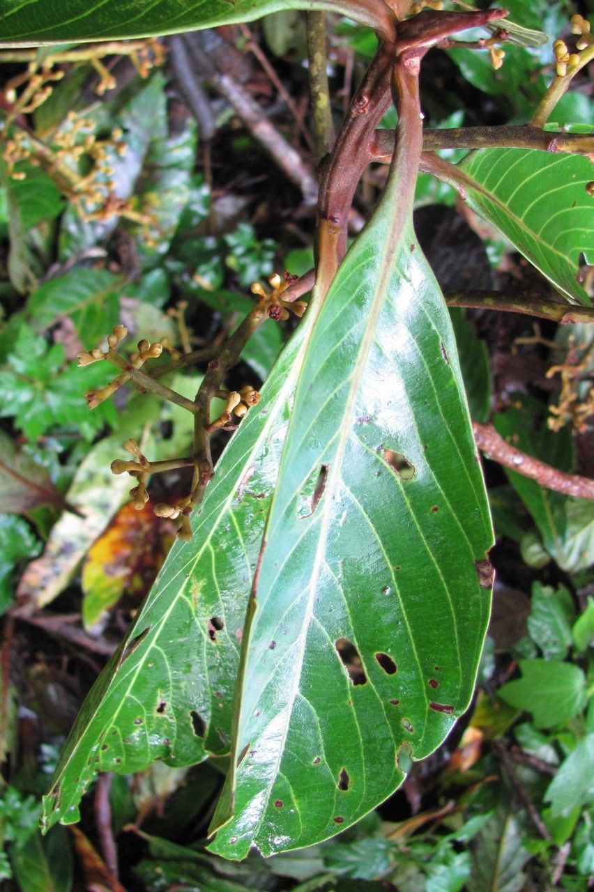 Ocotea stenoneura — search result for 'Ocotea'