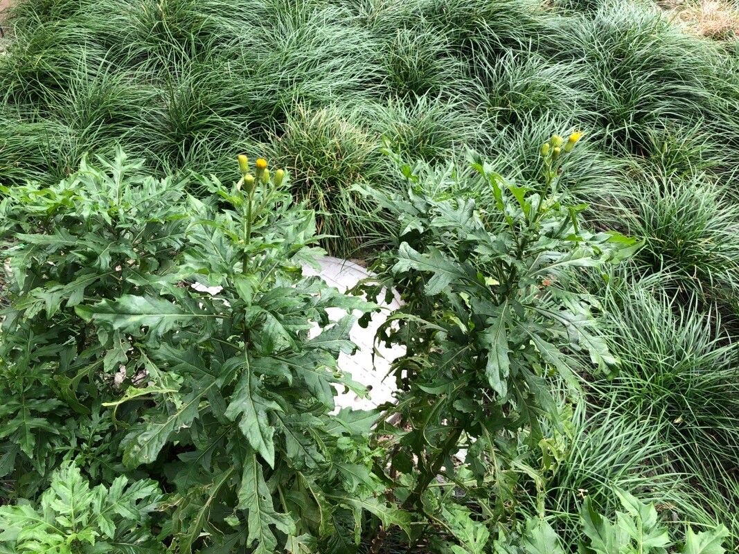 Gynura bicolor habit