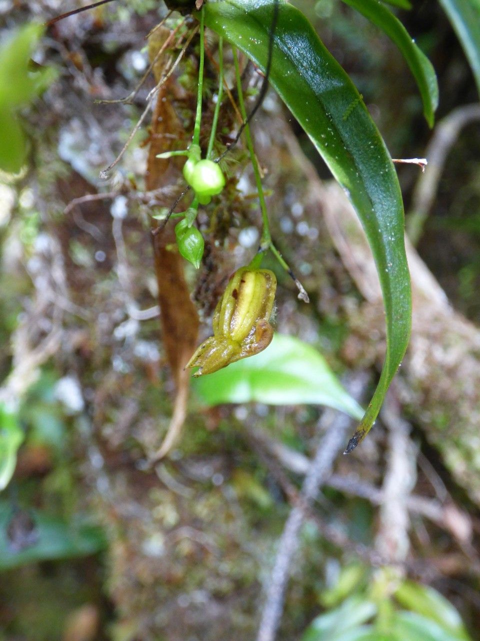 Angraecum obversifolium fruit