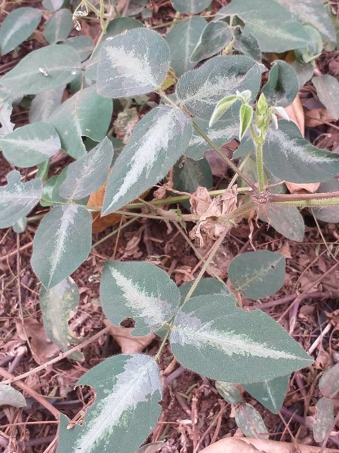 Desmodium uncinatum — search result for 'Guinea'